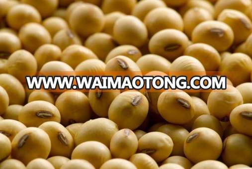 Soyabean Seeds, Soybeans for sale